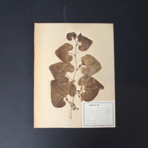<center>アンティーク 押し花</center>