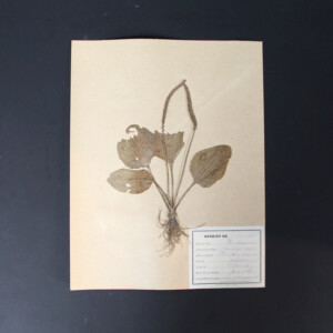 <center>アンティーク 押し花</center>