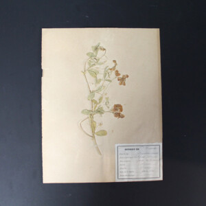 <center>アンティーク 押し花</center>