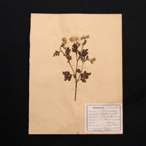 <center>アンティーク 押し花</center>