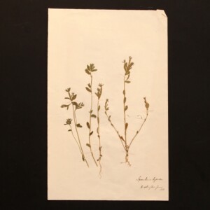 <center>アンティーク 押し花</center>