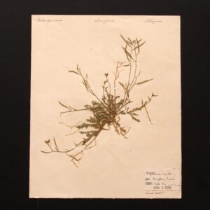 <center>アンティーク 押し花</center>