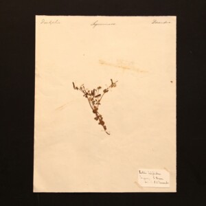 <center>アンティーク 押し花</center>