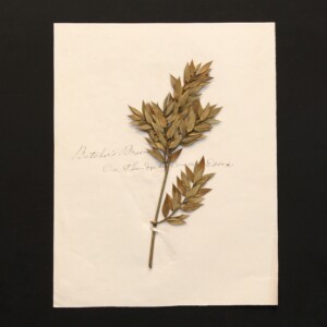 <center>アンティーク 押し花</center>