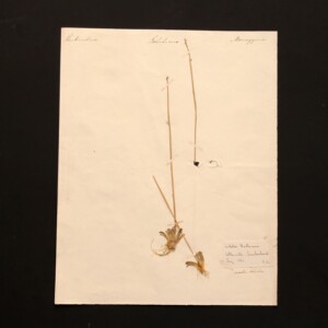 <center>アンティーク 押し花</center>