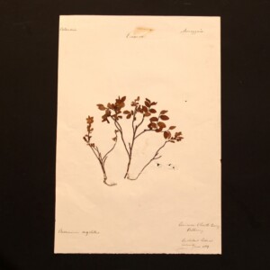 <center>アンティーク 押し花</center>