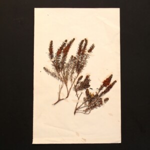 <center>アンティーク 押し花</center>