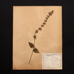 <center>アンティーク 押し花</center>