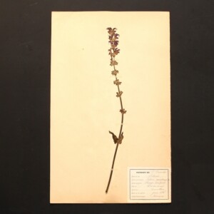 <center>アンティーク 押し花</center>