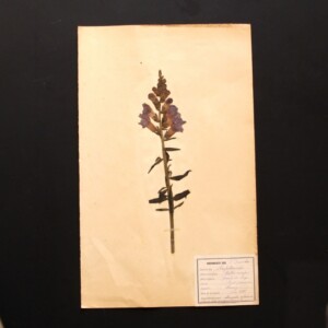<center>アンティーク 押し花</center>