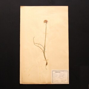 <center>アンティーク 押し花</center>