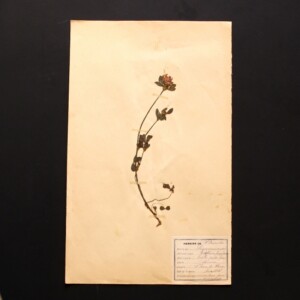 <center>アンティーク 押し花</center>