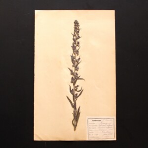 <center>アンティーク 押し花</center>