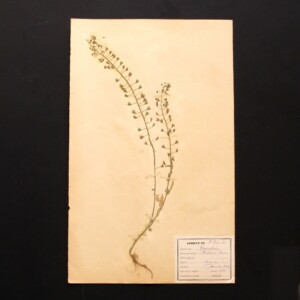 <center>アンティーク 押し花</center>