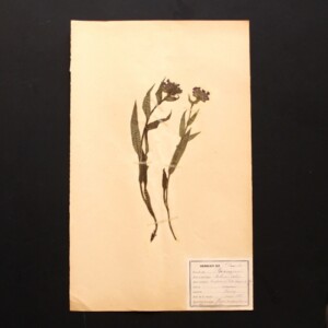 <center>アンティーク 押し花</center>