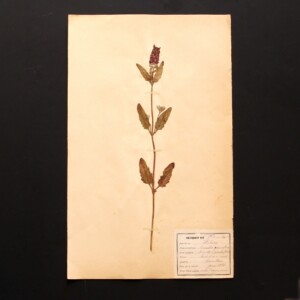 <center>アンティーク 押し花</center>