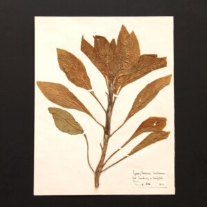 <center>アンティーク 押し花</center>