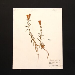 <center>アンティーク 押し花</center>