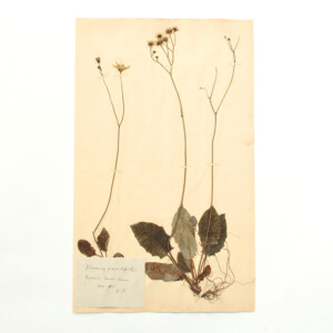 <center>アンティーク 押し花</center>