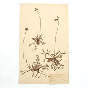 <center>アンティーク 押し花</center>