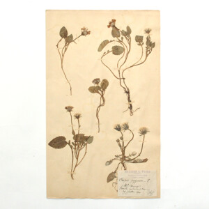 <center>アンティーク 押し花</center>