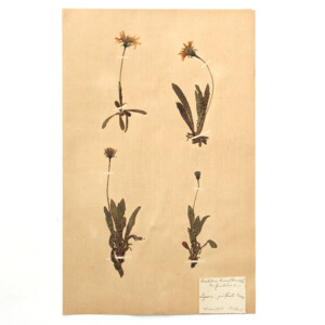 <center>アンティーク 押し花</center>