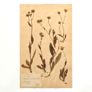 <center>アンティーク 押し花</center>