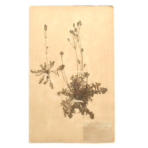 <center>アンティーク 押し花</center>