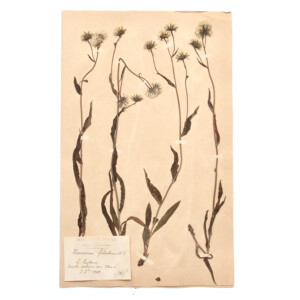 <center>アンティーク 押し花</center>