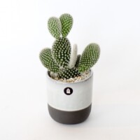 <center>バニーカクタス / プランターHouse Doctor(ハウスドクター)</center>